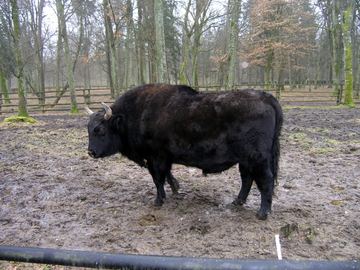 Zdjęcie 242