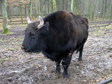 Zdjęcie 243