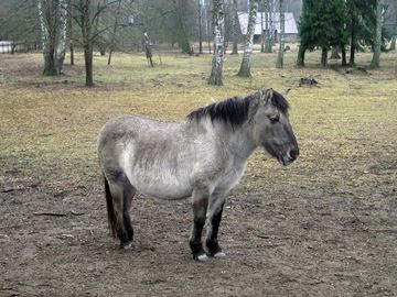 Zdjęcie 245