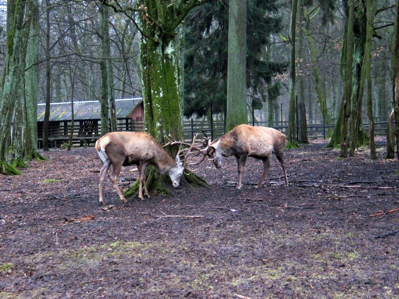 rajd 4000 - Podlasie – zdjęcie 387