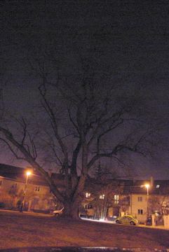 Zdjęcie 56